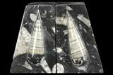 Polished Orthoceras Bookends - Morocco #108599-1